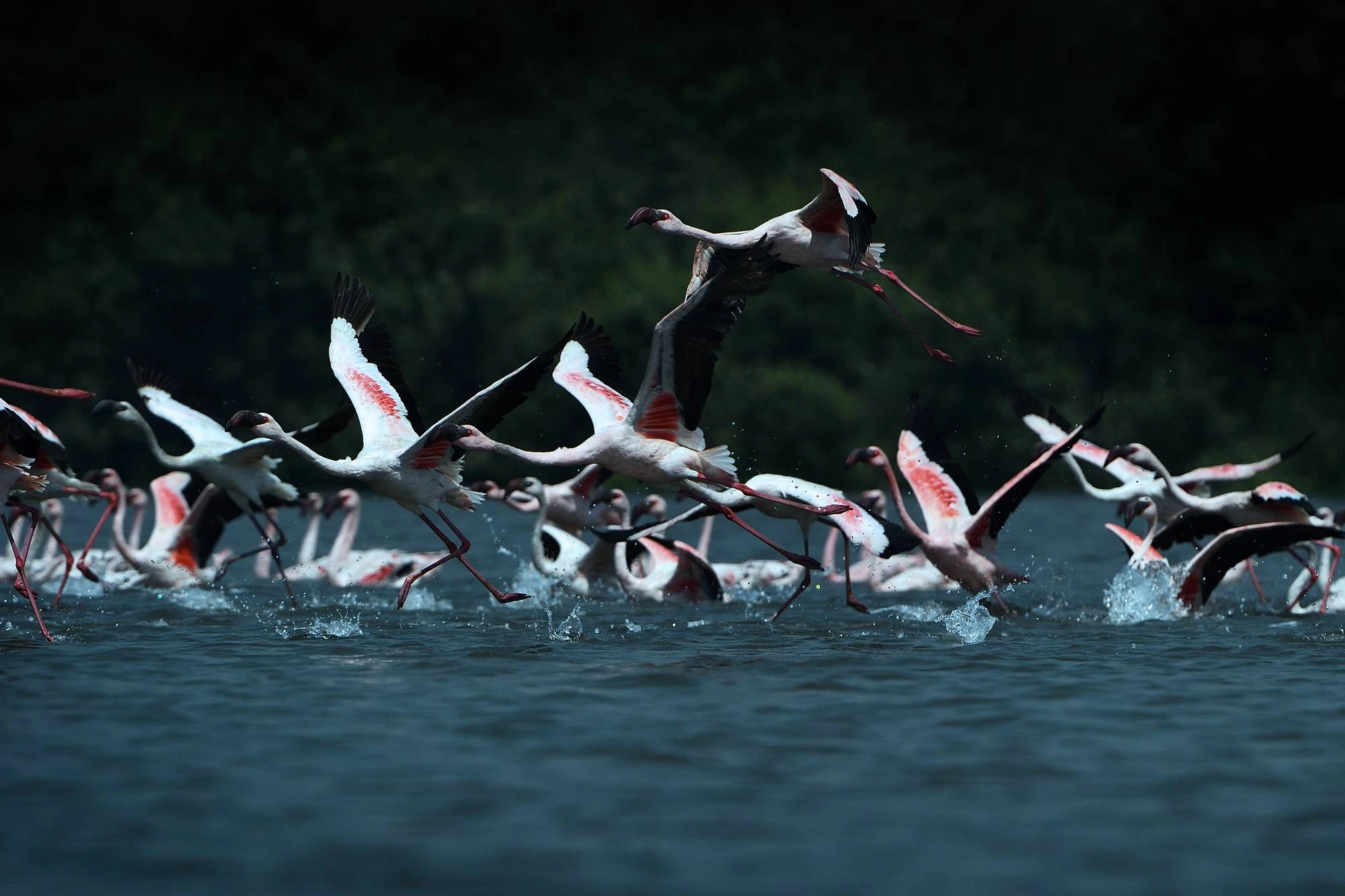 Flamingo Lake