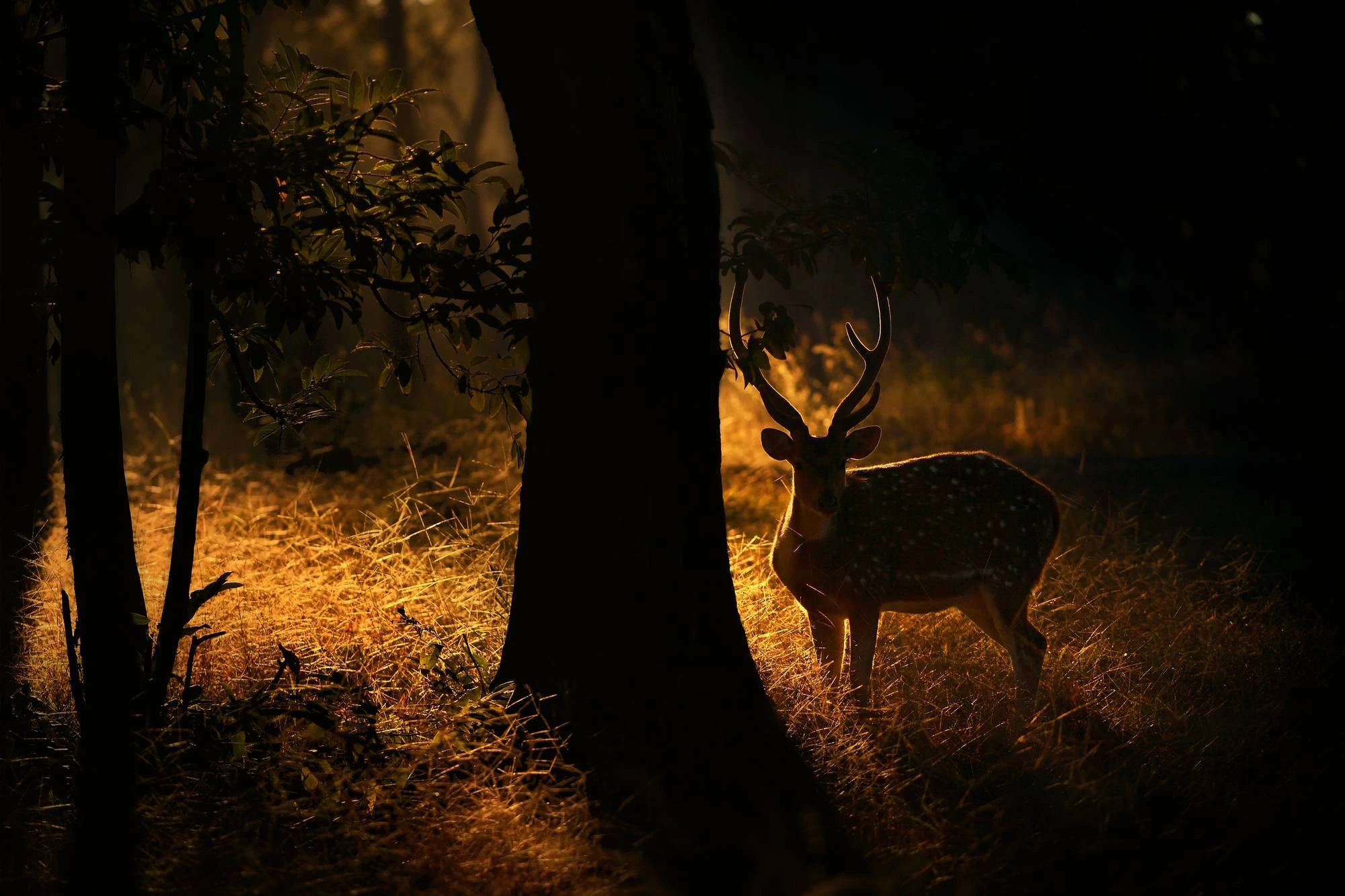 Golden Deer