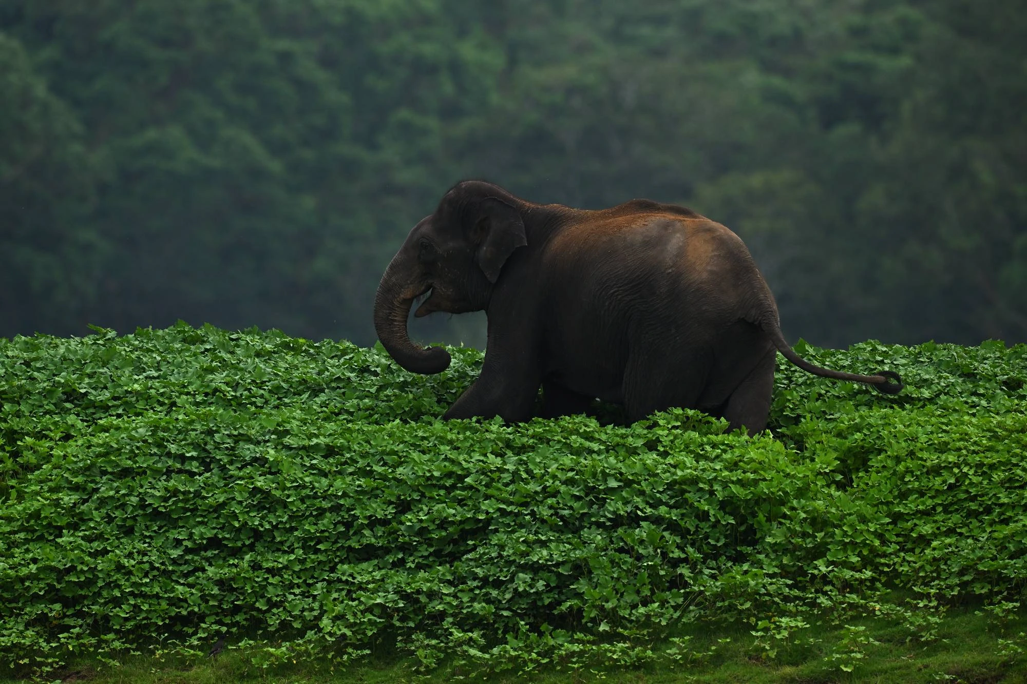 Elephants can dance