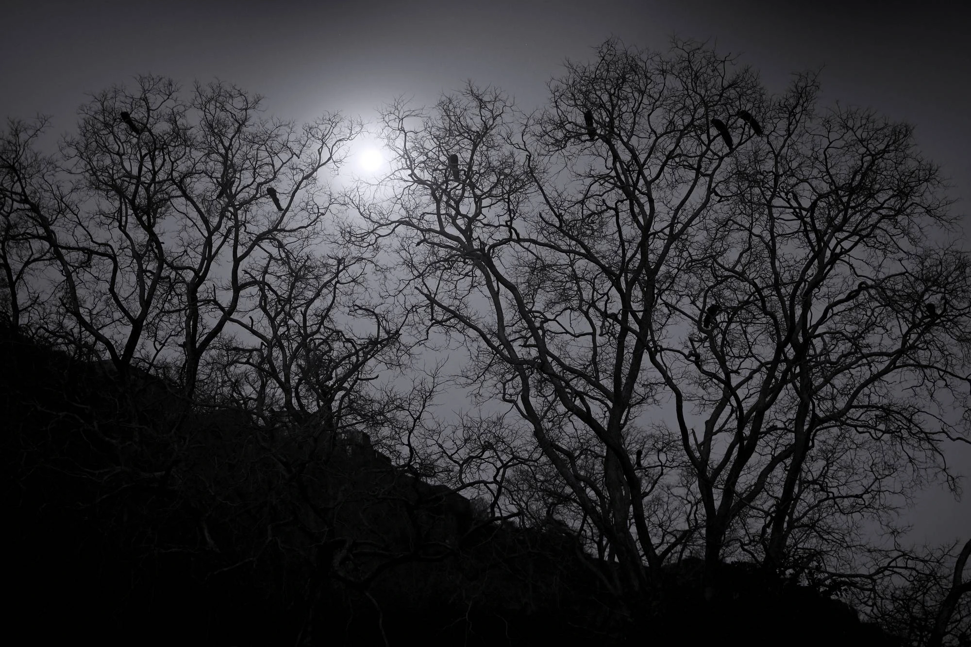 Moonlight Peacocks